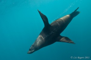 Australian Fur Seals on the safety stop