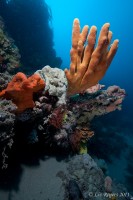 Colours of a temperate reef on Nepean Wall
