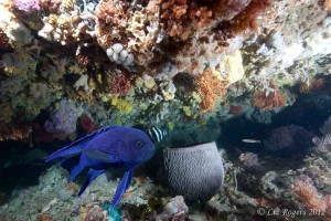 Friendly fish at the Grotto