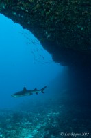 Sharks at Lissenung Island