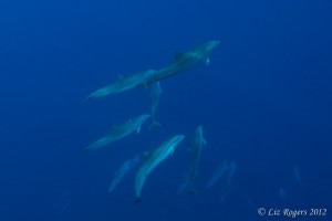 Dive Trip Planning