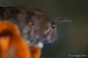 Lessons from a macro lens: picking the right subject