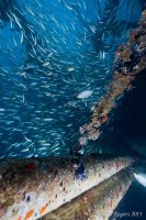 Fish around the wreck of the MV Sea Chart