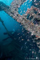 Wreck of the Thai Muang