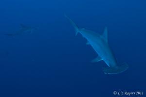 Hammerhead Sharks at Layang Layang