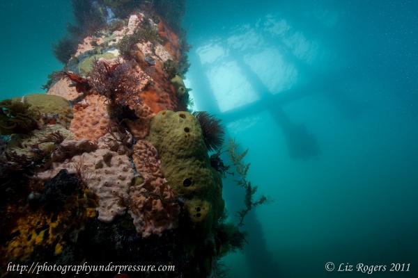 View the album Temperate Ocean Photography