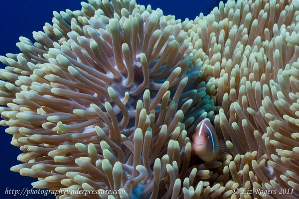 View the album Tropical Underwater Photography