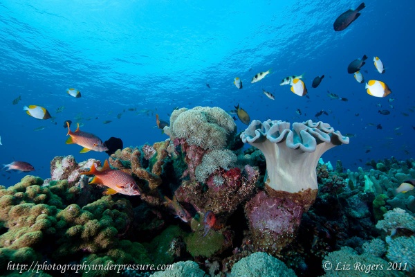 View the album Tropical Underwater Photography