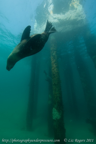 View the album Temperate Ocean Photography