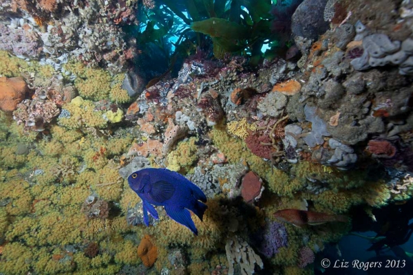 February: blue devil on Lonsdale Wall, Victoria