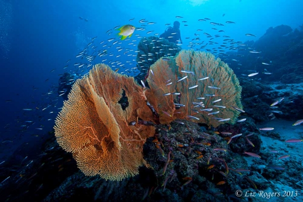 April: gorgonians and fish in the Similan Islands, Thailand