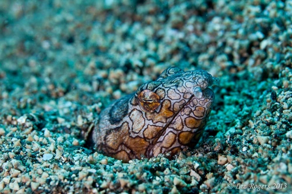 August: A napolean snake eel sleeps in the sand at Lovina Beach, Bali